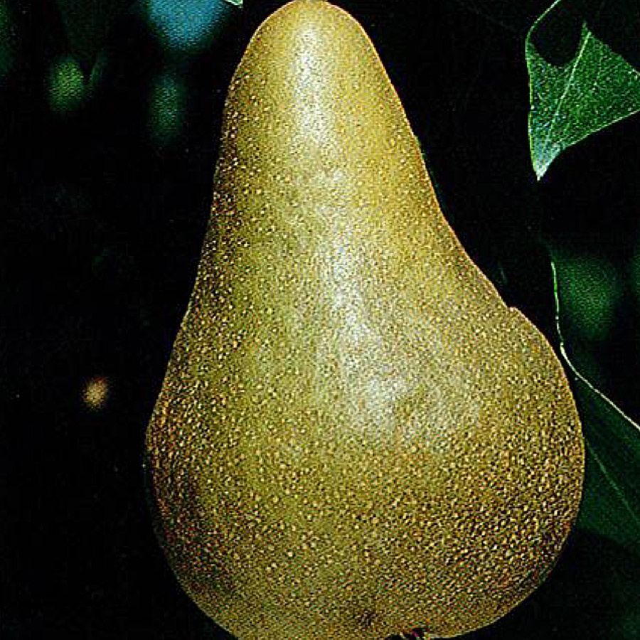 Pear 'Bosc'