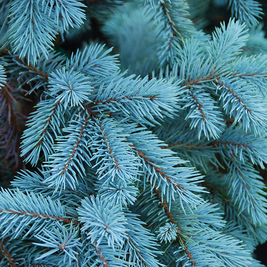 Picea pungens 'Bob's Blue'