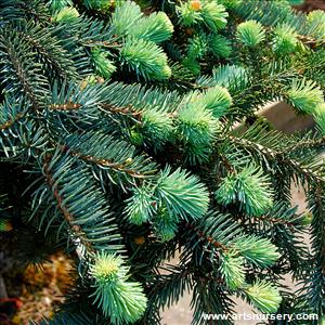 Picea pungens procumbens