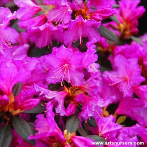 Rhododendron 'Checkmate'