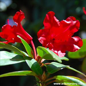 Rhododendron 'Elizabeth Hobbie'