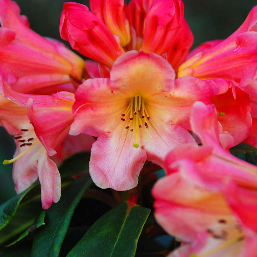 Rhododendron 'Honey Butter' 