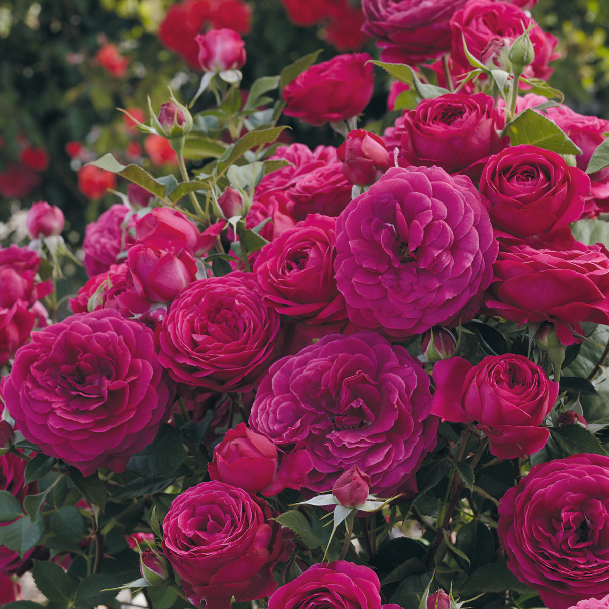 Rosa Celestial Night TF | Arts Nursery Ltd