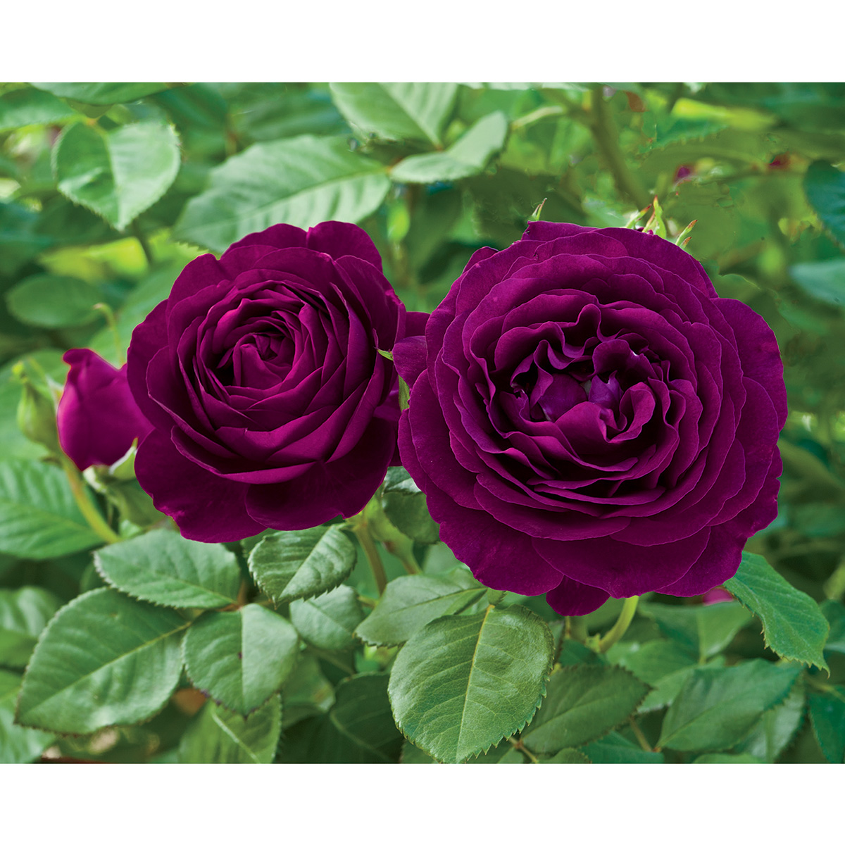 Rosa 'Twilight Zone' TF