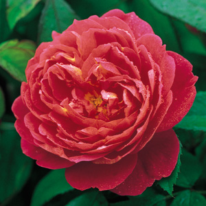 rosa_benjamin_britten.jpg