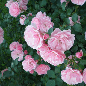 Rosa Melland 'Bonica' | Landscape Roses | Arts Nursery Garden and Home Ltd