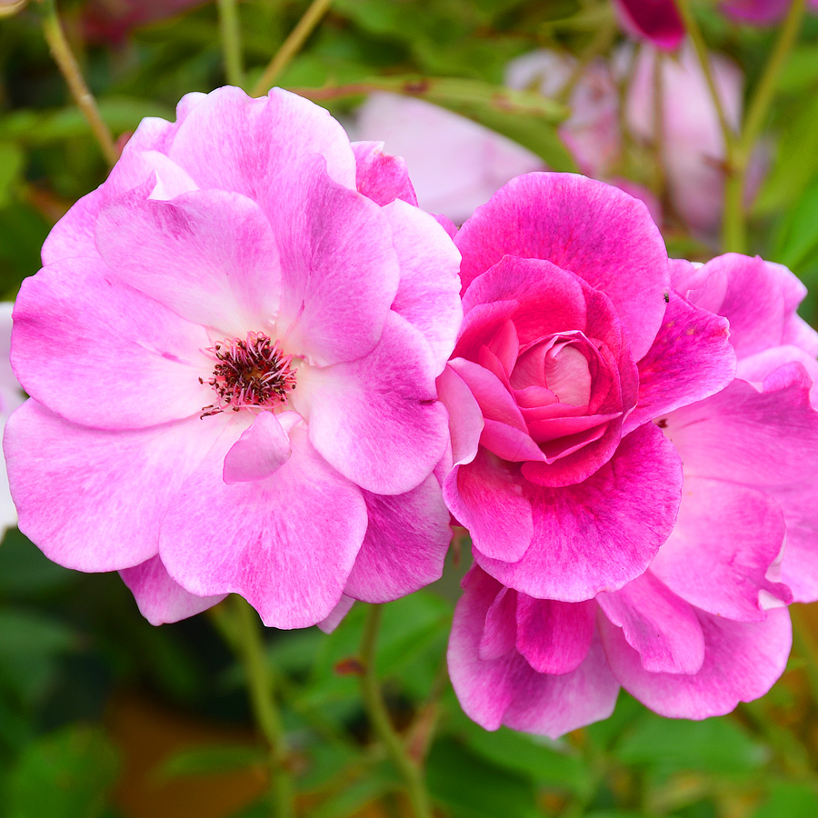 Rosa Brilliant Pink Iceberg - Art's Nursery