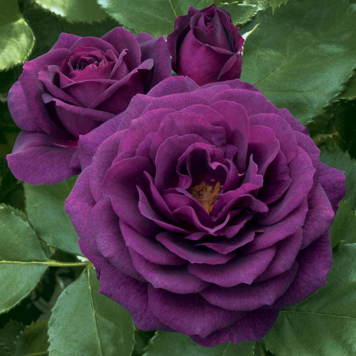 Rosa 'Ebb Tide' TF