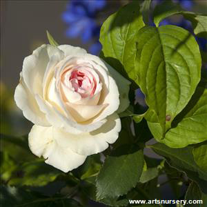rosa_edenclimber.jpg