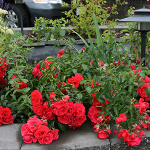rosa_flowercarpet_scarlet.jpg