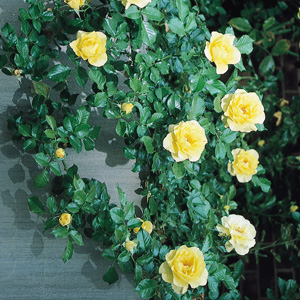 Rosa Golden Cascade | | Arts Nursery Ltd