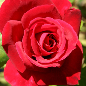 Rosa Red Peace | | Arts Nursery Ltd