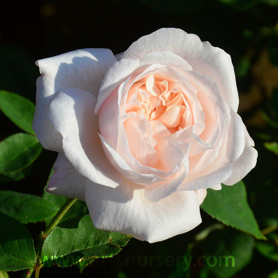 rosa_winchestercathedral.jpg