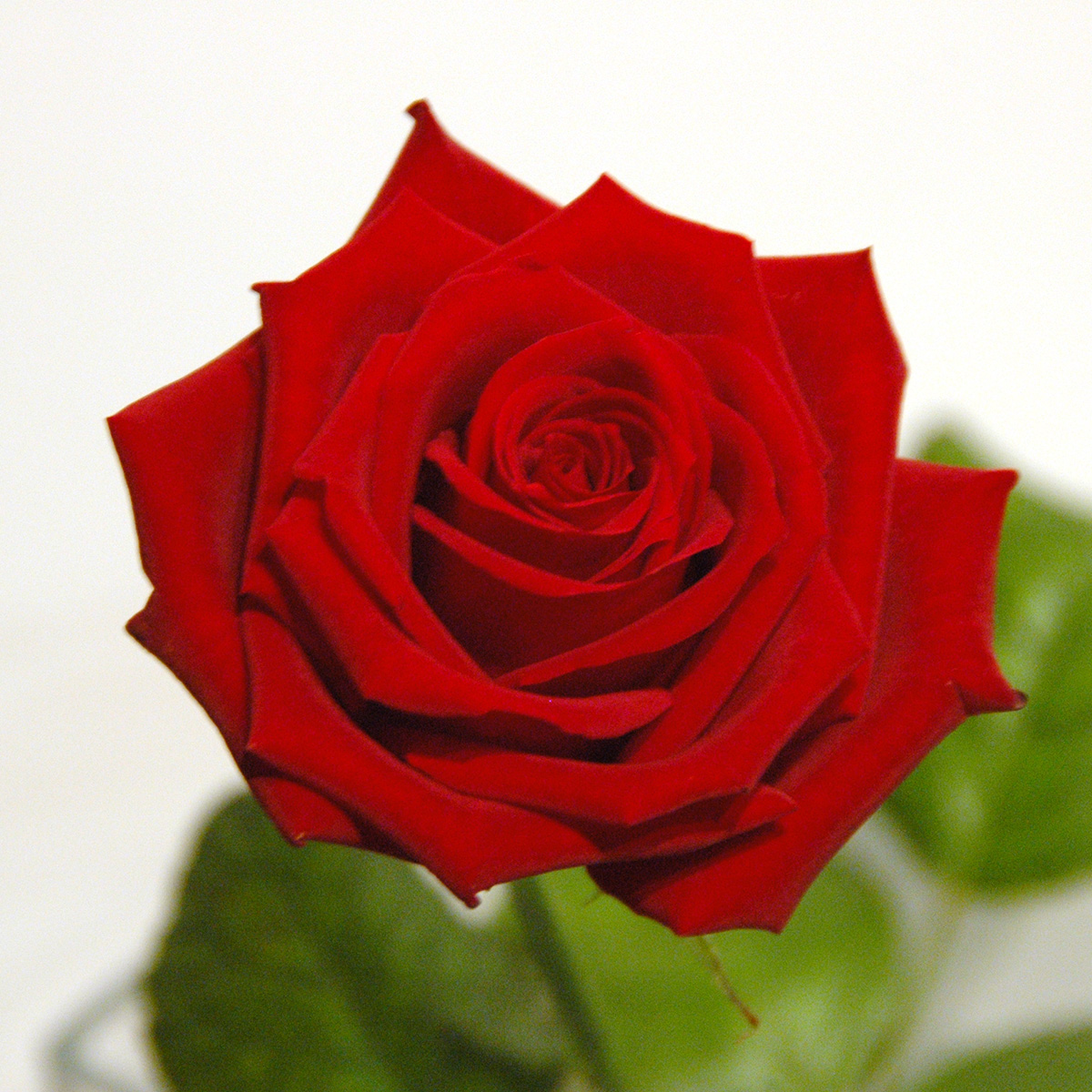 Single Red Rose for Valentines Day | Arts Nursery Garden and Home Ltd