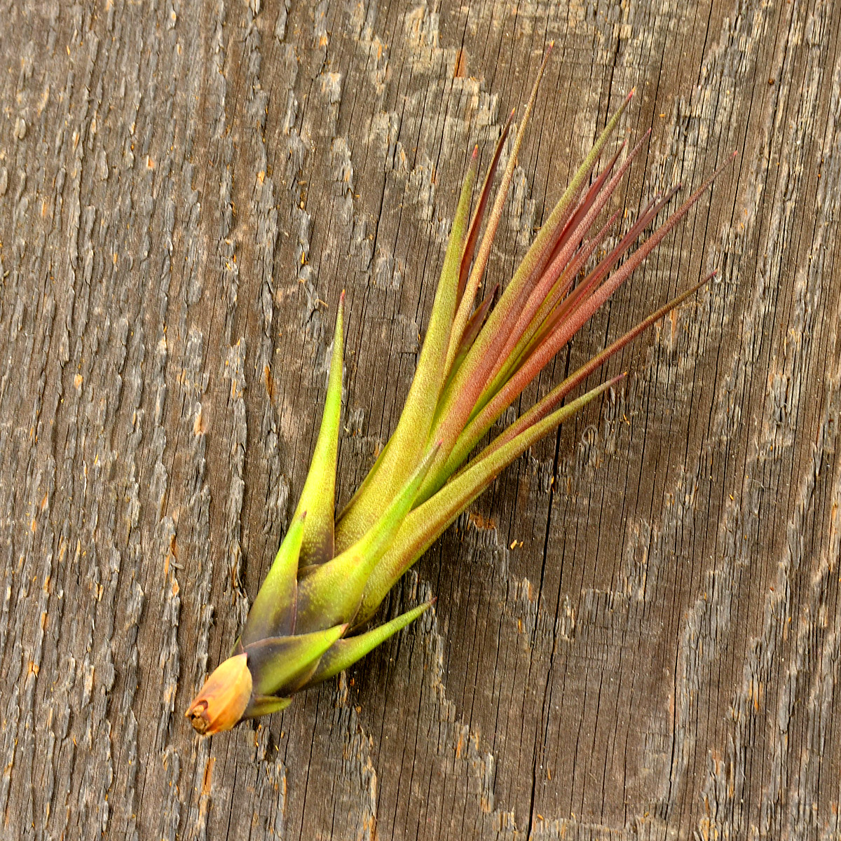 Tillandsia Melanocrater