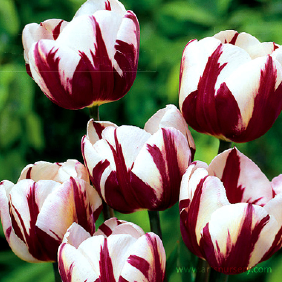 Tulipa 'Zurel' Bulbs
