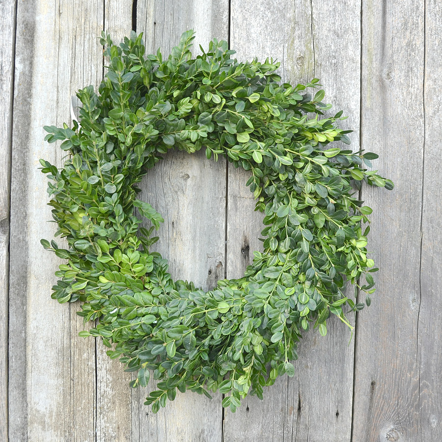 14 Inch Round Boxwood Wreath