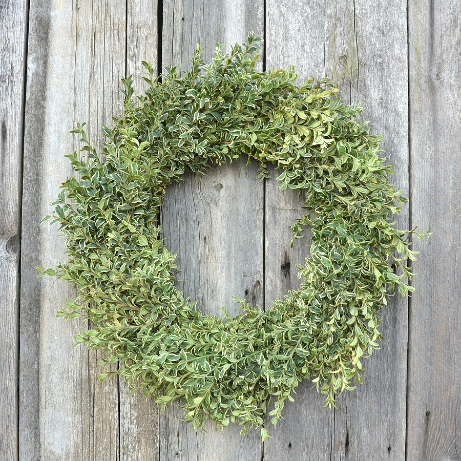 14 Inch Round Variegated Boxwood Wreath